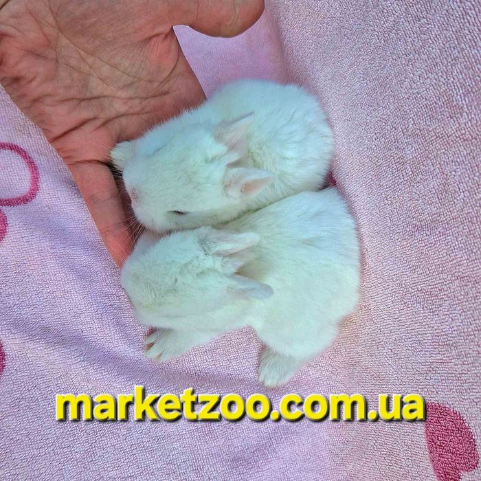 Міні кролик породи Гермелін | Відкрита бронь, карликовые кролики