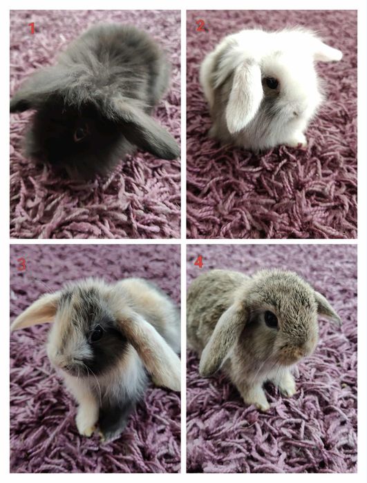 Królik karzełek miniaturka mini lop