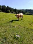Witam sprzedam odsadki
