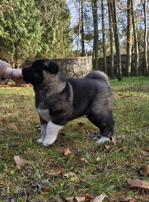 Akita Amerykanska FCI piesek zkwp