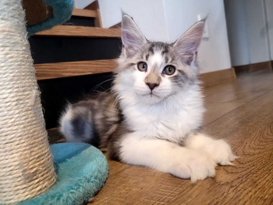 Kotek EROS Bagheera Pl Maine Coon