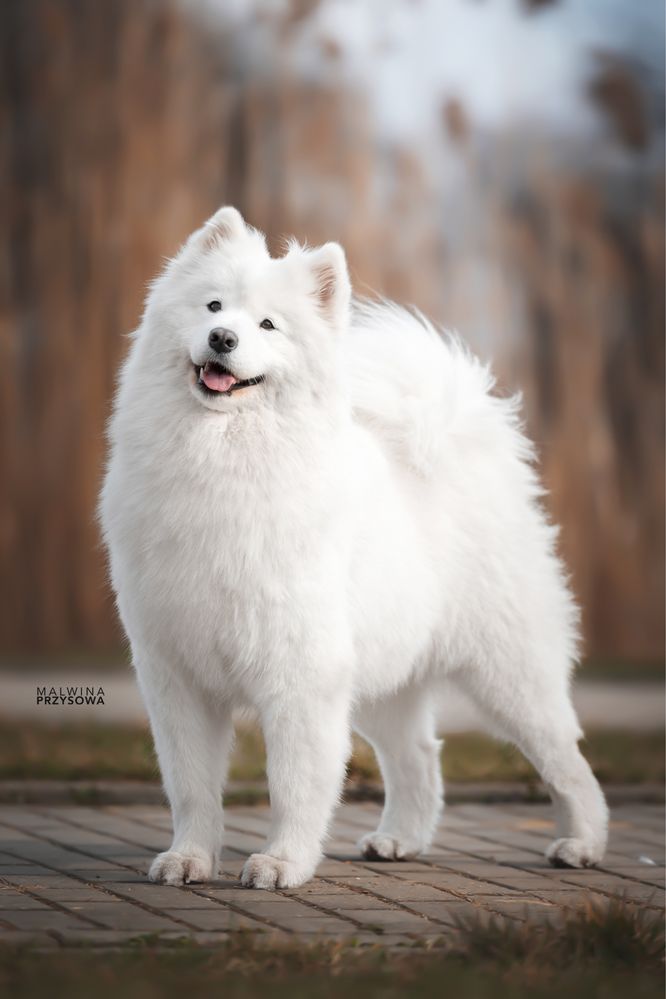 Ciąża Potwierdzona-Przyjmujemy Rezerwacje MAJ Samoyed FCI ZKwP