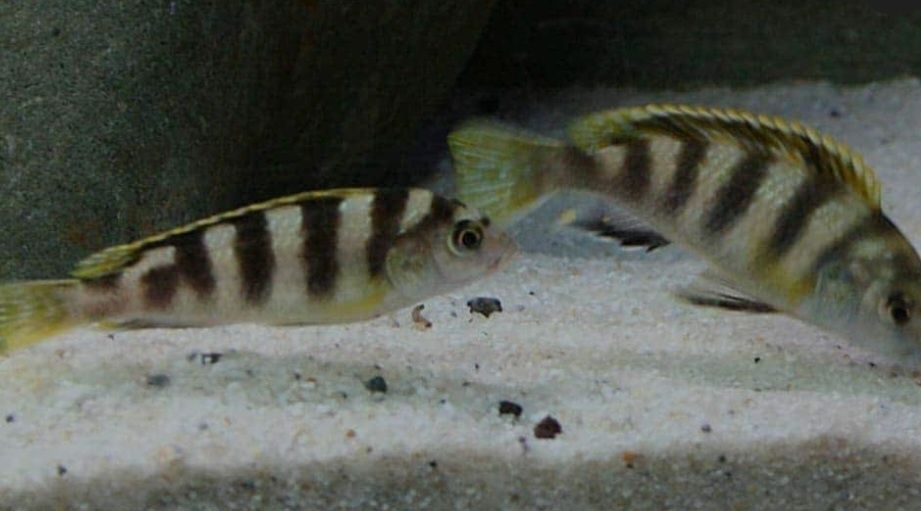 Labidocromis perlemut  reef casal