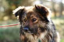 Adwokat - cudny, puchaty, misiowaty - do adopcji