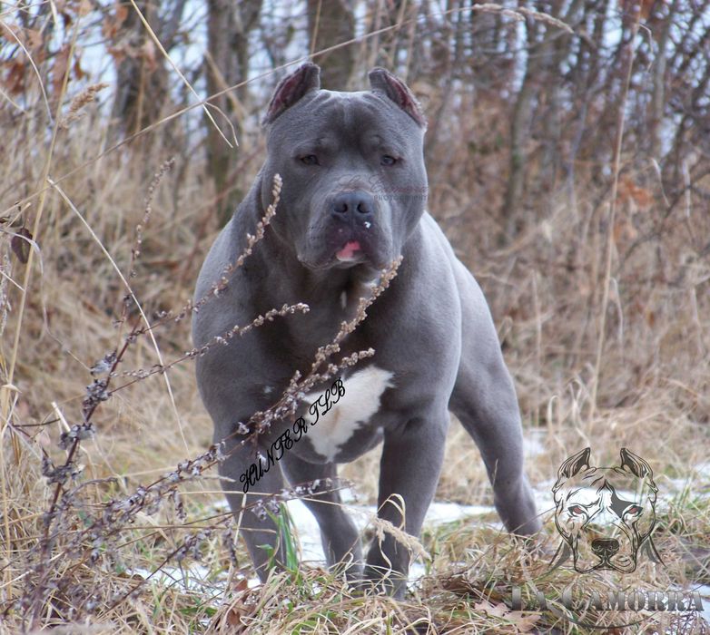 American Staffordshire Terrier Blue Amstaff Suczka