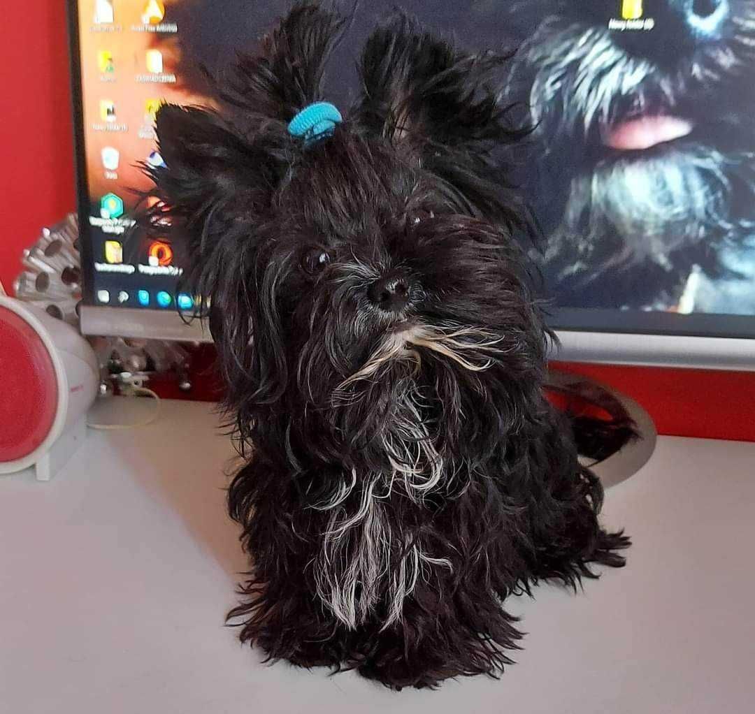 York Yorkshire Terrier słodki chłopczyk Czarno złoty gotowy do odbioru