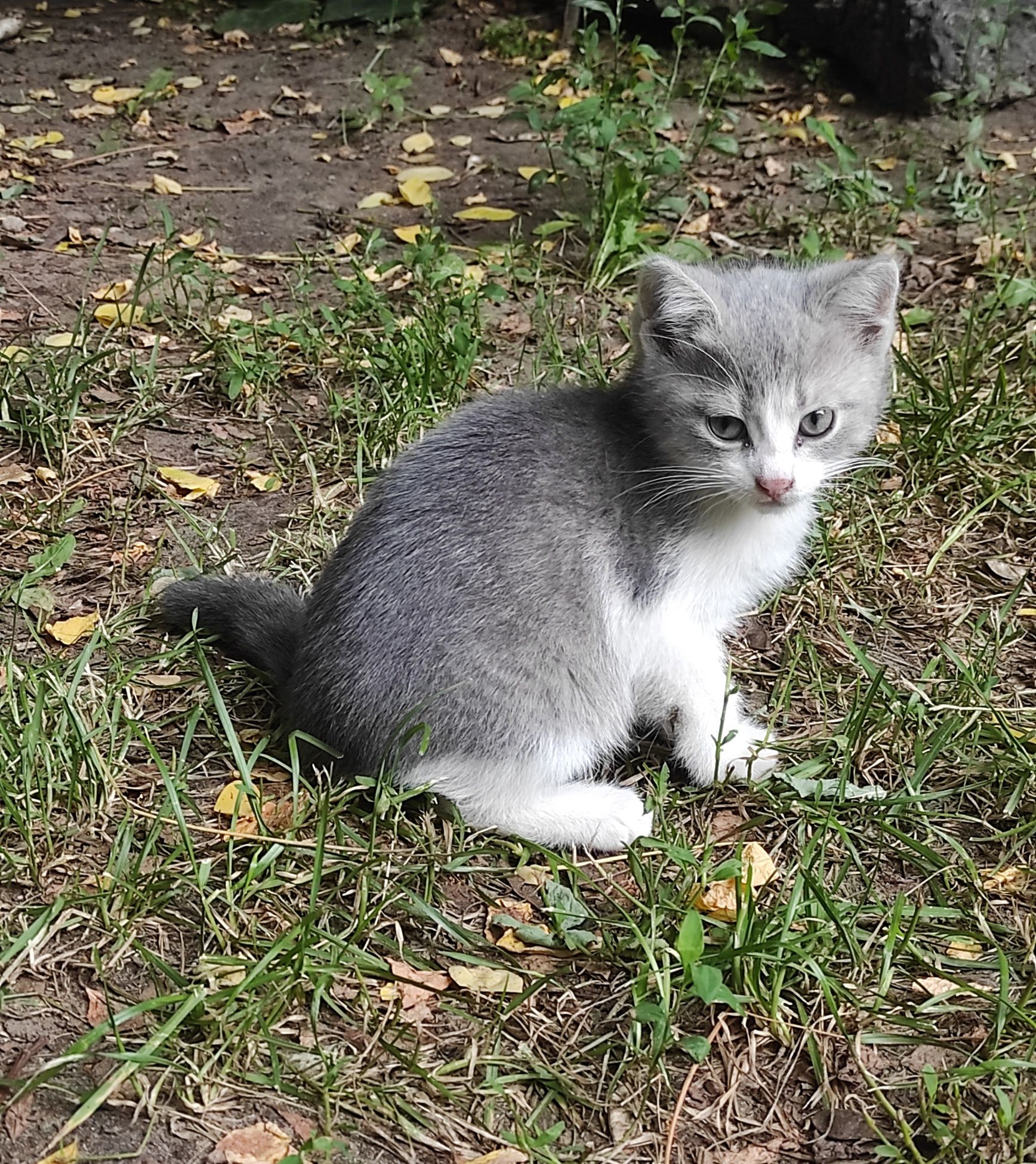 Шукаємо гарну та добру родину