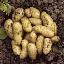Сортова картопля:белларозза, сенсація, арізона, кіранда, торнадо та ін