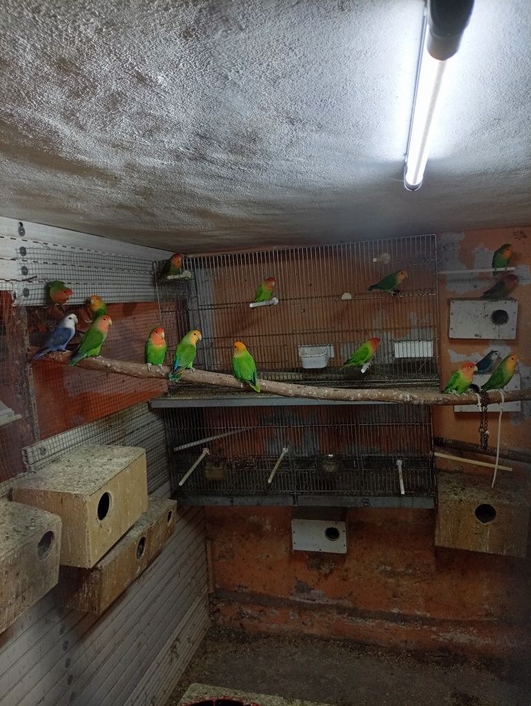 Aves piriquitos e agapórnis