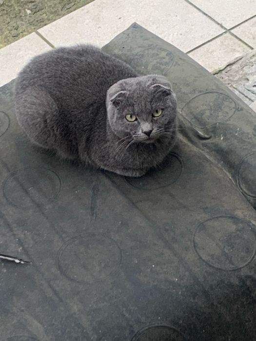 Безкоштовно висловухі котики.