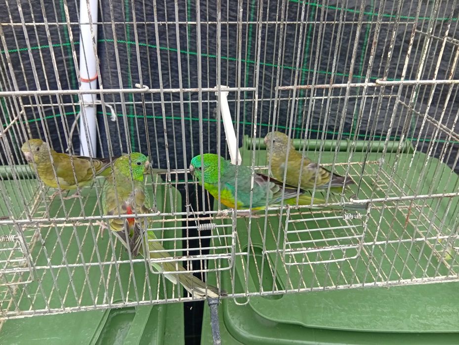 Ring necks barrabands kakariquis e red rumped