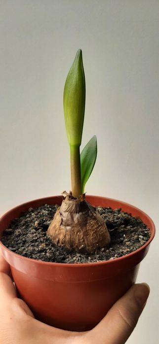 Гиппеаструм цибулини дорослі