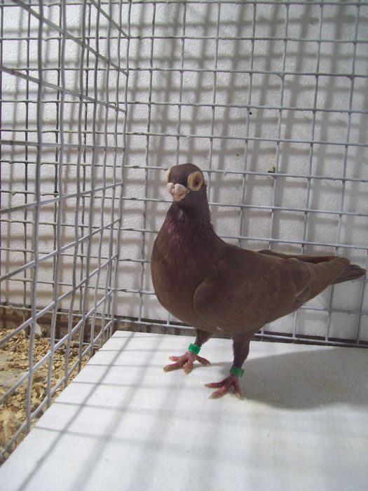 Brodawczak , brodawczaki