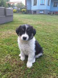 Suczki border collie szukają domu