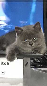 Британские голубые котята британский котенок