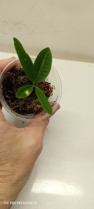 Кронтон Банан и Занзибар