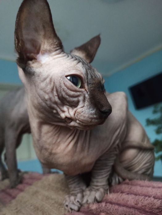 Кошенята  сфінкс