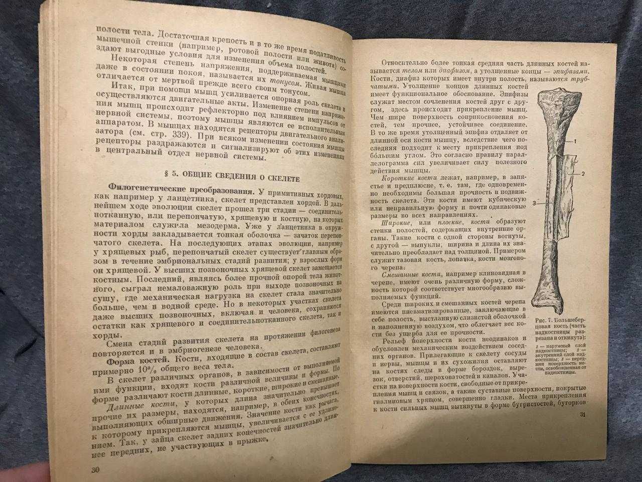 Анатомия человека. М.М. Курепина и Г.Г. Воккен. 1963г. Учебник.