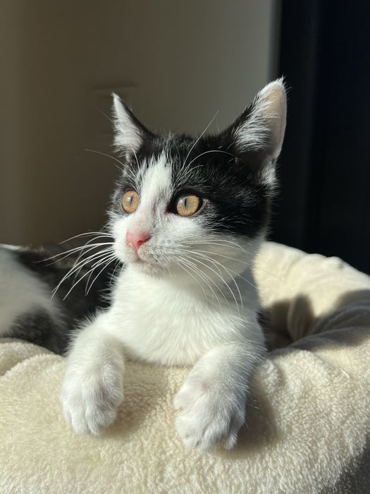 Ofelia – 3-miesięczna kotka uratowana z lasu szuka domu