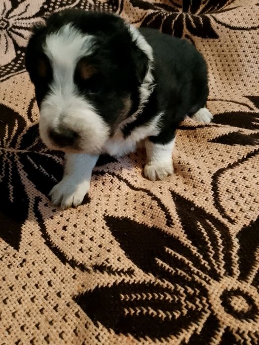 Sprzedam border collie