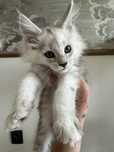 Rezerwacja Koteczka Maine Coon