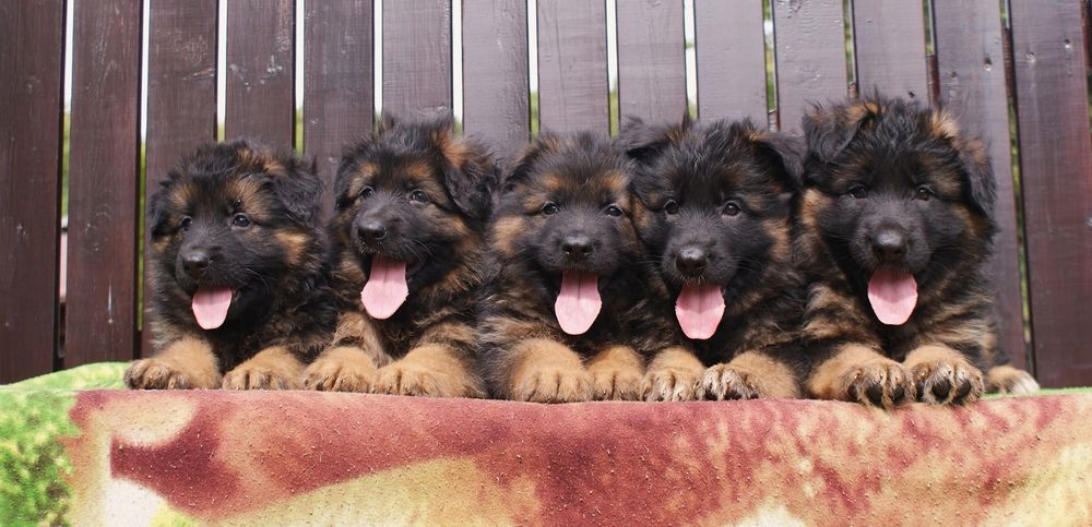 Owczarek Niemiecki Owczarki Niemieckie