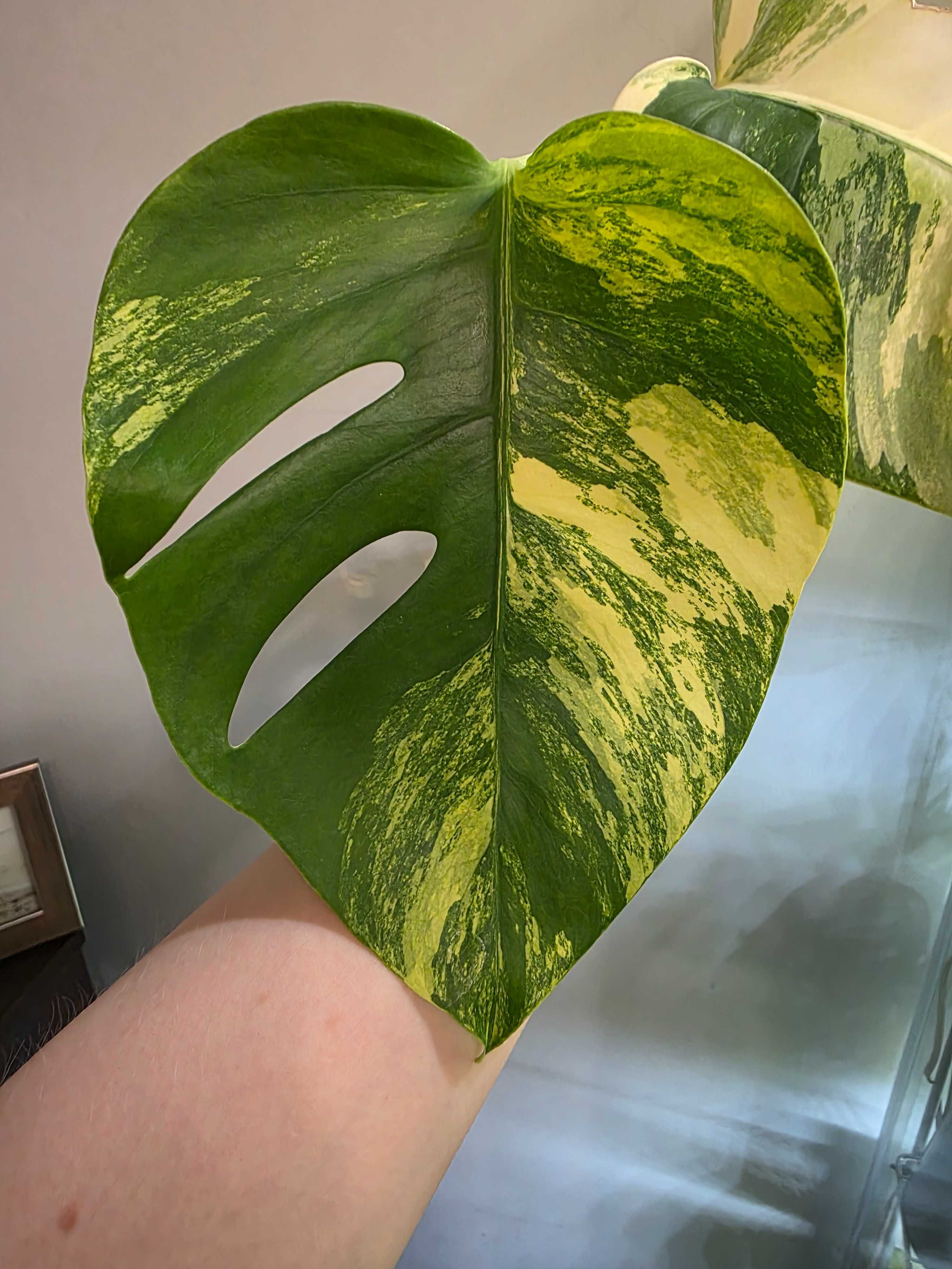 Monstera Marmorata
