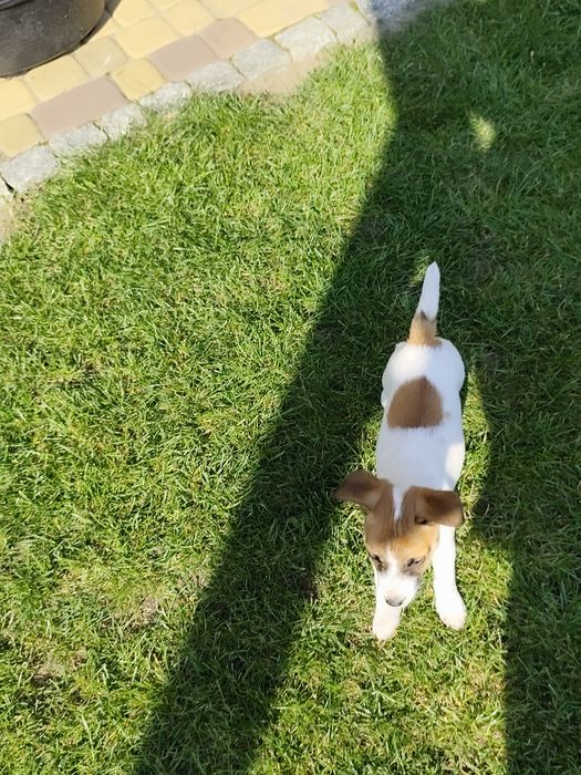 Śliczna sunia Jack Russell gładkowłosa