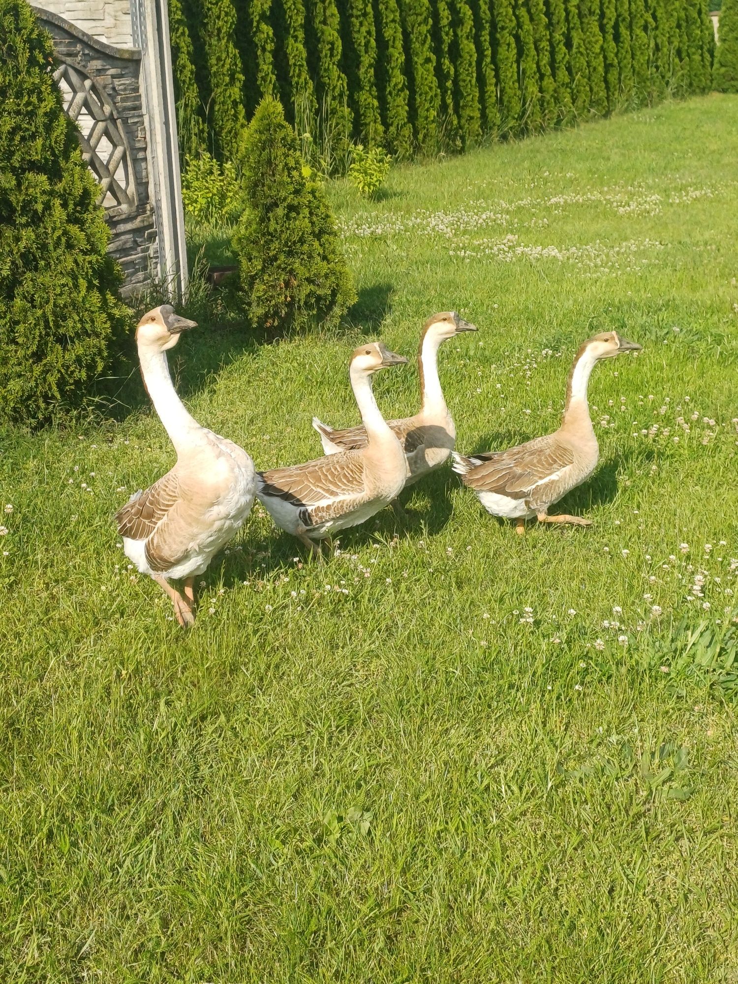 Sprzedam gęsi kubańskie 3+1