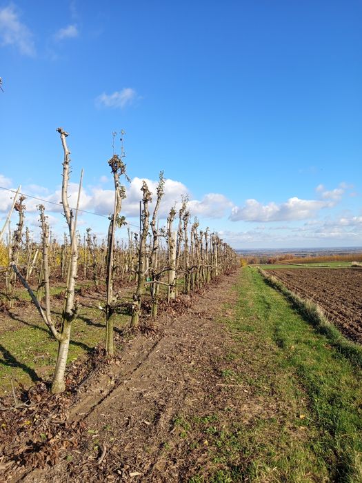 Drewno opałowe, drzwwo