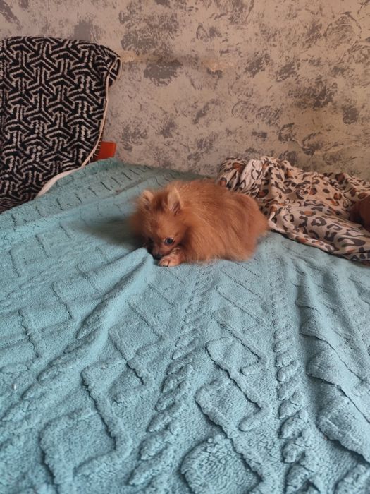 Oddam pieska za darmo szpic miniaturka