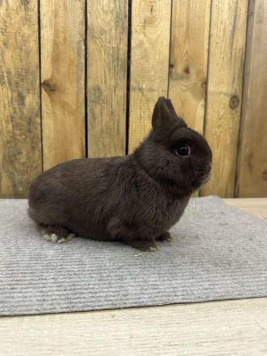 Karzełek hawana samce samice rodowód