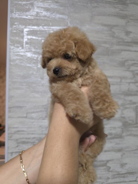 Девочка мальтипу мини