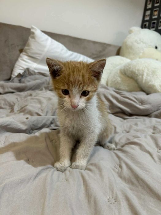 Kotki szukają domku