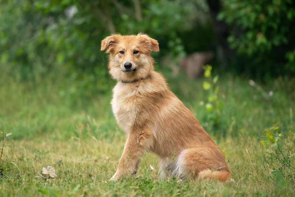 Віддам в добрі руки молоду собаку Лоллі.