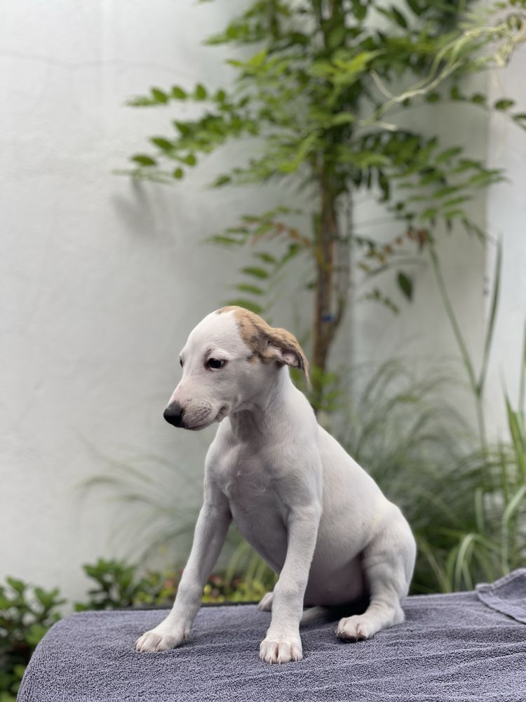 Whippet suczka ZKwP Revirado FCI gotowa do odbioru
