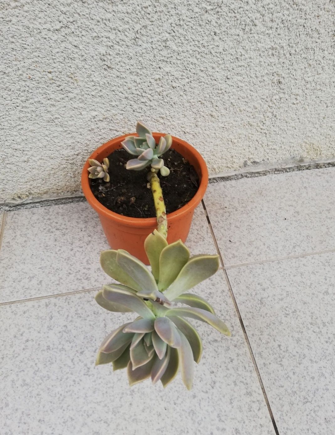 Vaso com planta 5euros