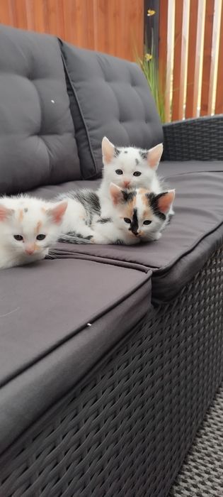 Maluszki szukają domku