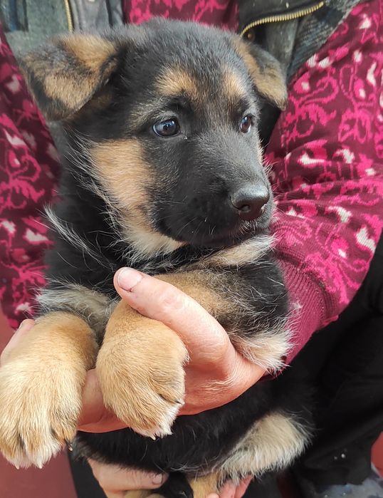 Цуценята німецької вівчарки