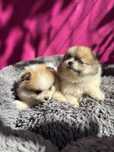 Szpic miniaturowy pomeranian szczeniaczek biala suczka łaciata rodowod