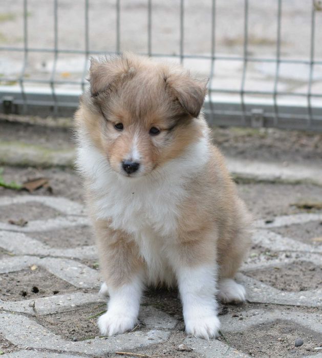 Owczarek szetlandzki sheltie śniady piesek
