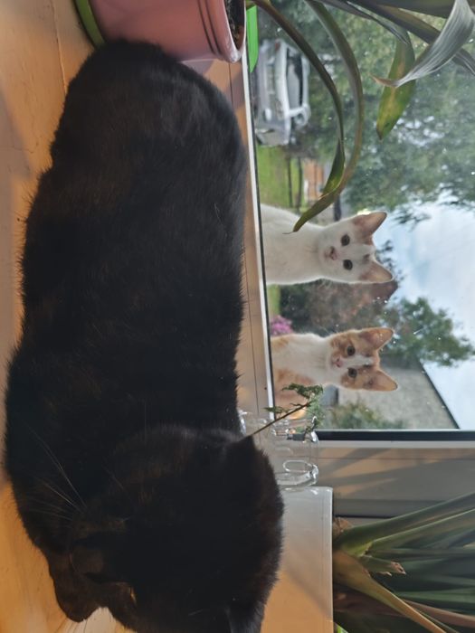 Oddam kotki w dobre ręce