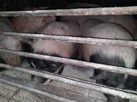продам свиней вьетнамских   и белых в круговую