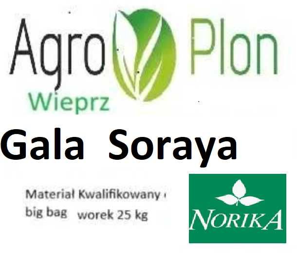 Soraya Gala Ziemniaki sadzeniaki