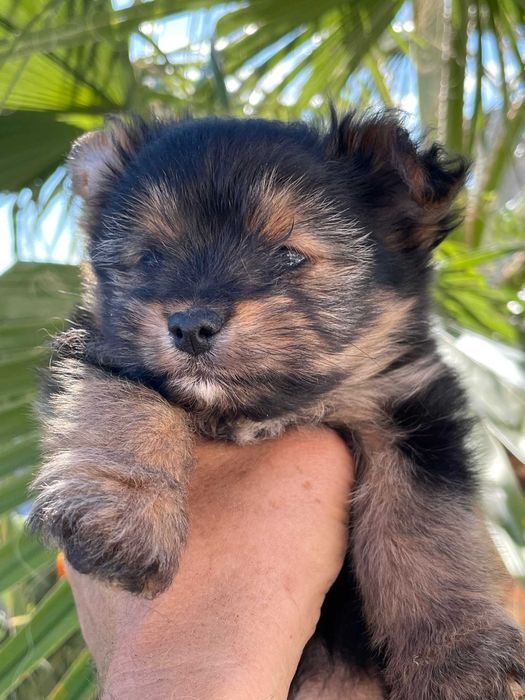 SPITZ alemão muito bonito