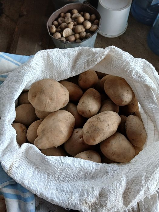 Домашня картопля