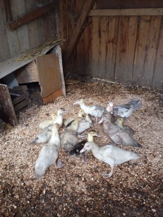 Sprzedam Młode kaczki