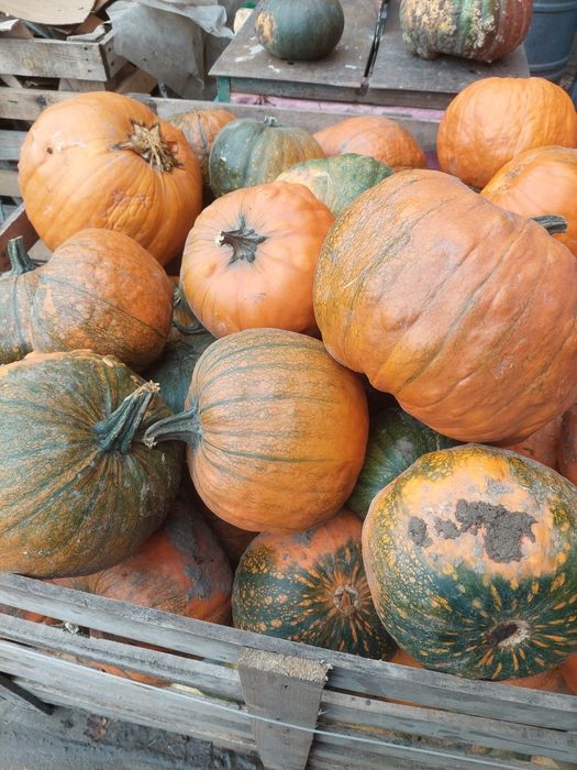 Dynia odpadowa, pasza dla kur, królików, bydła