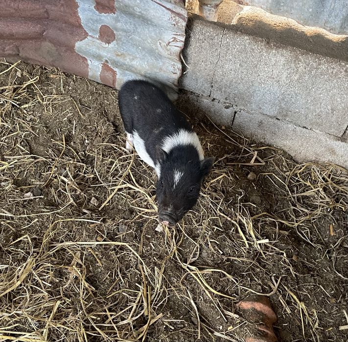 Porco vietnamita para venda