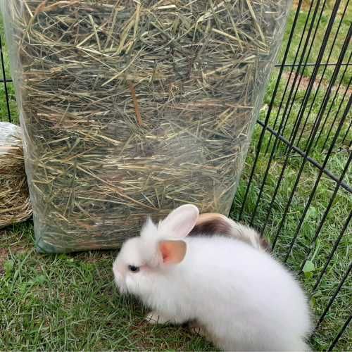 Siano – świeże, eko, naturalne idealne dla królików i gryzoni